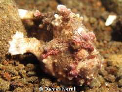 Warty frogfish in the sand of Pura Vida House Reef, Dauin by Daniel Wernli 